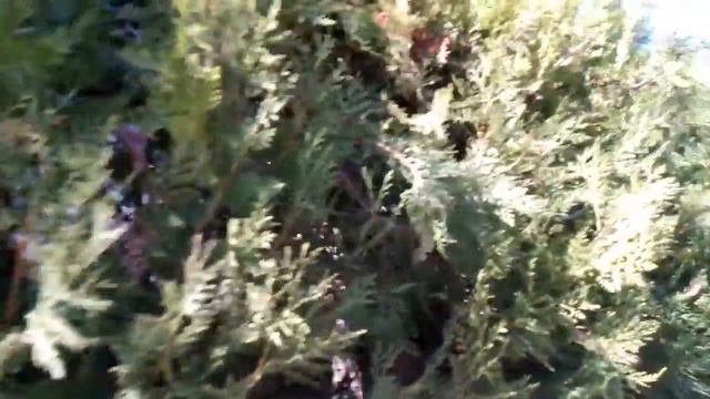 Южные растения смотреть онлайн