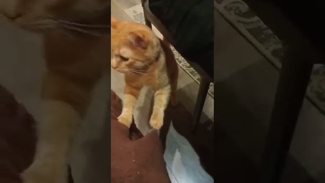 продолжаем наше знакомство с моими котанами) это Рыжик🐱