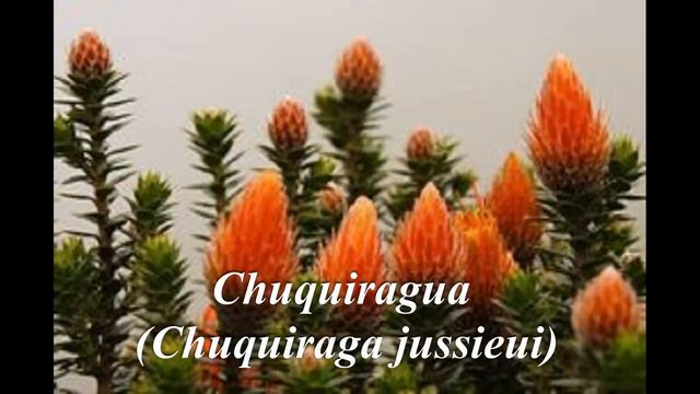 National flower of south américa countries || Flor Nacional de países Sudamericanos смотреть онлайн