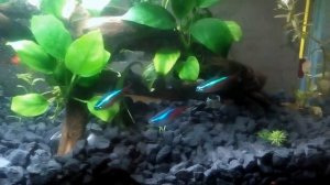 Аквариум на 10 литров