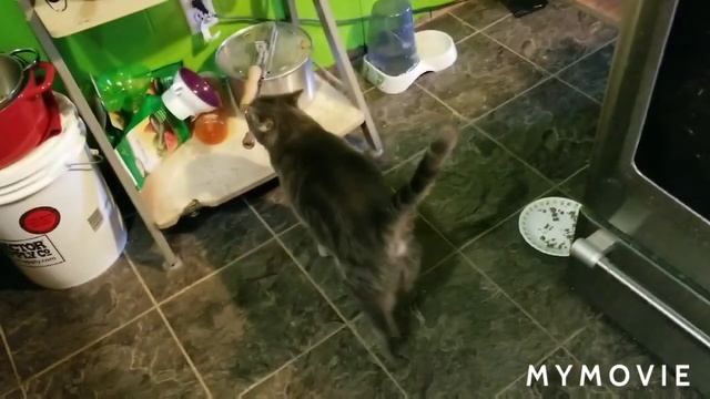 Cheeky Chickens Hide Their Eggs смотреть онлайн