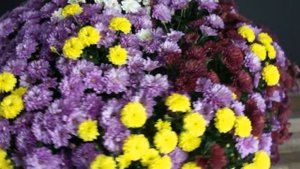 Хризантема шаровидная карнавал в подвесном кашпо