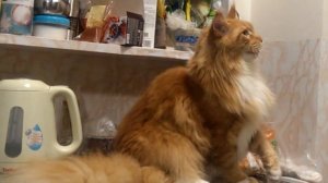 Кот ругается с хозяйкой