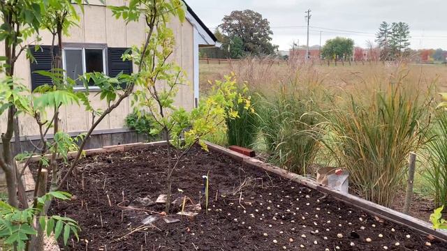 Raised Bed Fall Planting of Elephant Garlic and Allium смотреть онлайн