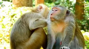 WOW !! Look so lovely two female monkeys , Rose come to give best grooming to Queen , ASMR Grooming