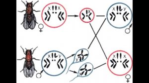 § 19  Хромосомная теория наследственности. Генетика пола