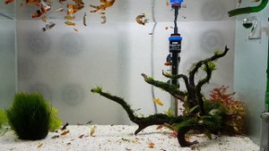 Натуральный аквариум 80 л.