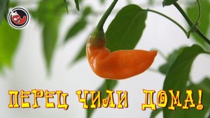 Мои перцы чили всё ещё дома. Ведь омская весна - она как зима.