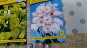 Зимовка эустомы в квартире. Подготовка к посадке января 2022 года.