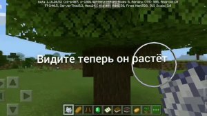 Как выростить тёмный дуб в маинкрафте