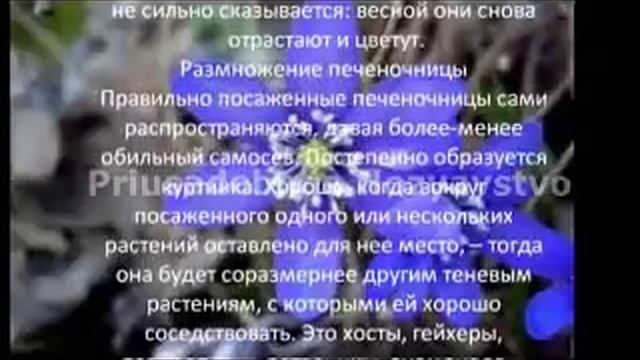Многолетние цветы для сада Печеночница благородная