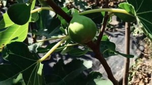 Инжир. Наблюдаем созревание и дегустируем новые сорта. 2023 09 23