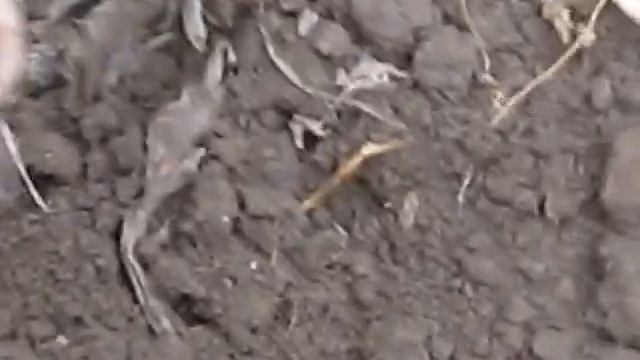 Топинамбур( земляная груша ) смотреть онлайн