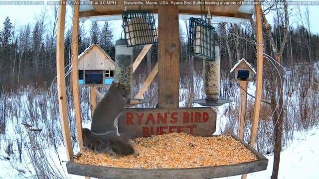Белки не поделили корм #Кормушки#Белки#Птички#Браунсвилл#США