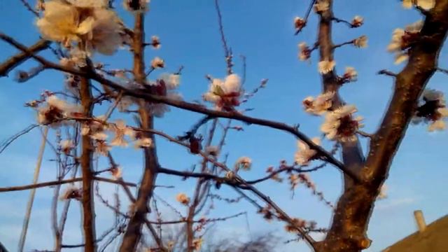 Пчелы на абрикосе смотреть онлайн