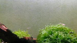 Псевдоскат севилья | Мальки переехали в 50 литровый аквариум