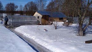 Ландрас+Пьетрен  на племя рожать будут от Дюрка