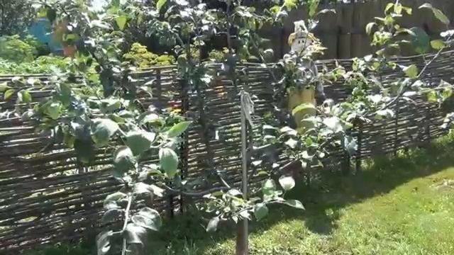 Выбираем яблоню. Лучшие сорта яблонь Мельба, Мантет и другие.mp4