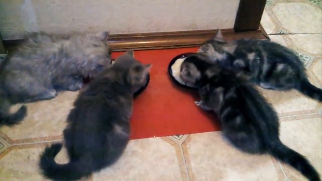 котята кушают самостоятельно смотреть онлайн