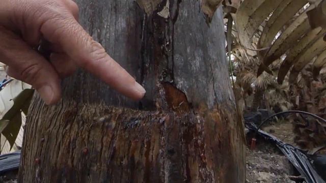 Freeze Damaged Palms, Are They Alive, Can Treatments Save Freeze Damaged Palm Trees? смотреть онлайн