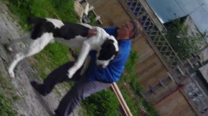 Среднеазиатская овчарка