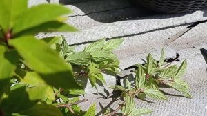 Обзор и формовка новой гортензии Тардива