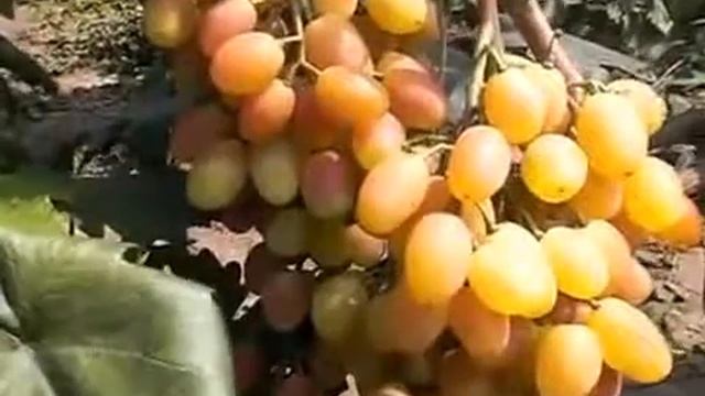 Виноград Анжелика смотреть онлайн