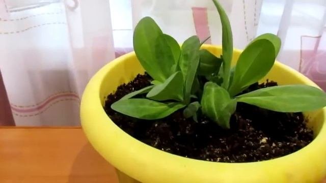 ЭУСТОМА. ВОПРОС - ОТВЕТ. ЗАЩИТА ОТ БОЛЕЗНЕЙ.