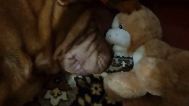 Дрессировка Шарпея. Учим собаку спать с мягкими игрушками 2017 смотреть онлайн