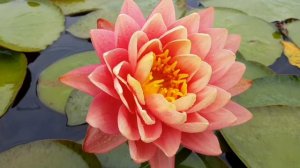 Продажа нимфей, кувшинок (купить нимфеи, кувшинки в частном питомнике WaterLilia.ru)