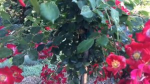 Штамб розы- своими руками!? Показываю и рассказываю как сделать Сельский штамб и зимней прививкой