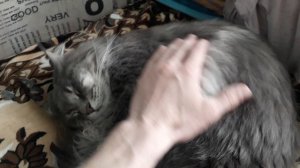 Что делать, если у котенка понос.