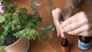 Удобрение герани для пышного и продолжительного цветения