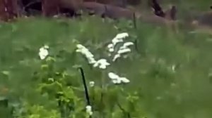 Нападение медведя на охотников,а если бы промазали