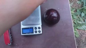 Золото!!! Черное Золото!!! Слива Блек Голд (Plum Black Gold). Дегустация. Коммерческие возможности.