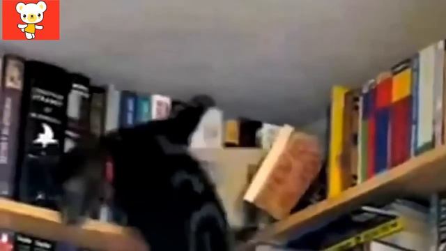 Смешные кошки 1 ● Приколы с животными лето 2014 ● Funny cats vine compilation ● Part 1 смотреть онлайн