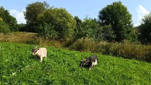 Козы на свободе: Кто из нас главный на лугу?