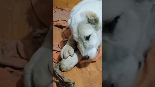 Ням-ням 🤔😂 армянский гампр #gampr #volkodav #гампр #georgia #kavkaz смотреть онлайн