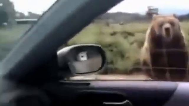 Медведь уматно машет лапой!) Смотреть всем!)) смотреть онлайн