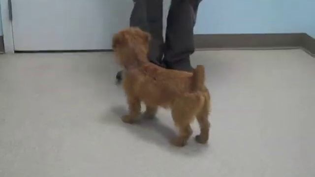 Norfolk Terrier 6-months old смотреть онлайн