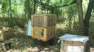 50 кг меда с отводка пчел. Интересная методика получения меда с отводков пчел на пасеке