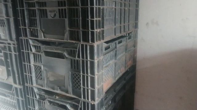 Посадка тюльпанов на выгонку. смотреть онлайн