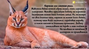 Тема:" Животные Красной книги"