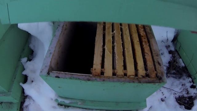 Предварительные итоги зимовки пчёл 2020 Зеленый дятел смотреть онлайн