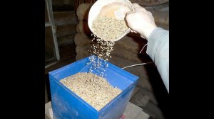 Помол пшеницы с помощью зернодробилки на фураж