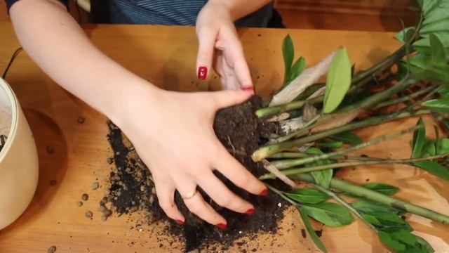 Залили замиокулькас? Что делать?? Уход за замиокулькасом смотреть онлайн