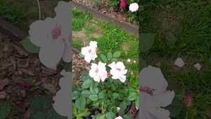Японская роза "Одиссея"....прекрасный цвет ,аромат,красивый куст!