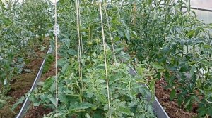 13 июня Утро +7. Томаты жируют, как исправить?