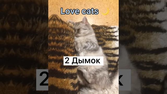 Красивые имена для котов ?