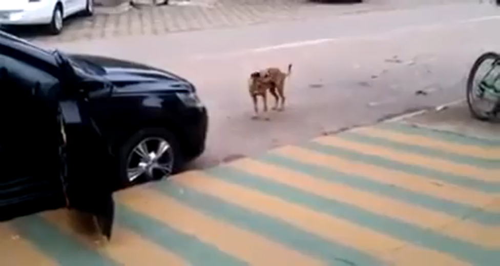 Brazil dancing dog. Собака танцует в машине. Собака танцует Бразилия. Собака танцует в машине под музыку. Bounce Dog.